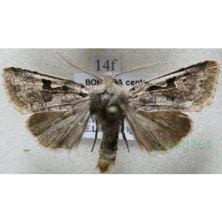 Orthosia gothica (Linnaeus, 1758) Piętnówka wiciokrzewka Czech14f